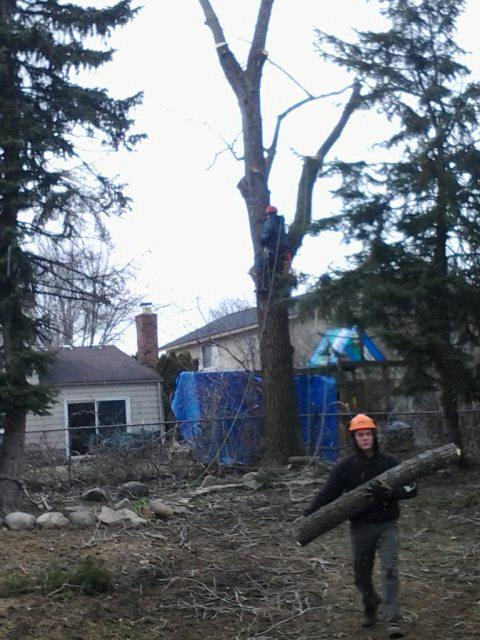 Arborist, Remove a Tree, Oakland County